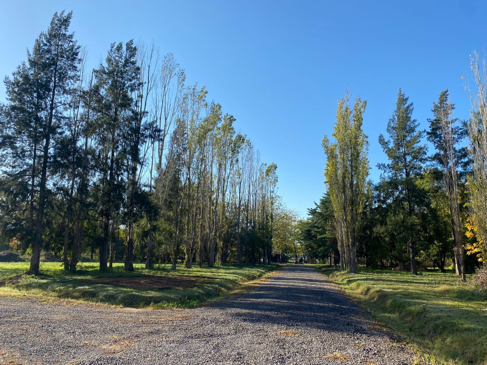 Camino de acceso al loteo, entre álamos y pinos