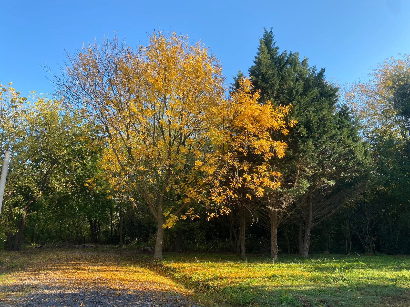 Árboles de follaje amarillo junto a coníferas